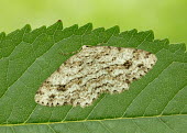 Engrailed Engrailed,moth,moths,Animalia,Athropoda,Insecta,Lepidoptera,Geometridae,Ectropis crepuscularia