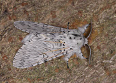 Puss moth Macro,macrophotography,Close up,Puss moth,moth,moths,Animalia,Arthropoda,Insecta,Lepidoptera,Notodontidae,Cerura vinula