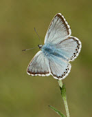 Chalkhill blue Chalkhill blue,Animalia,Arthropoda,Insecta,Lepidoptera,Lycaenidae,Polyommatus coridon,butterfly,butterflies