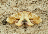 Scorched wing Scorched wing,Animalia,Athropoda,Insecta,Lepidoptera,Geometridae,Plagodis dolabraria,moth,moths
