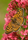 Glanville fritillary Animalia,Arthropoda,Insecta,Lepidoptera,Nymphalidae,Melitaea,Melitaea cinxia,butterfly,butterflies,Glanville fritillary