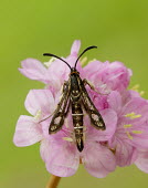 Thrift clearwing Thrift clearwing,moth,moths,Animalia,Arthropoda,Insecta,Lepidoptera,Sesiidae,Pryopteron muscaeformis