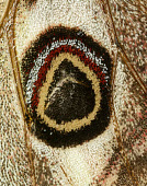 Emperor moth mimic,Mimicry,copy,patterns,patterned,Pattern,scale,scaly,Scales,Close up,Macro,macrophotography,coloration,Colouration,moth,moths,Emperor moth,Saturnia pavonia,Giant Silkworm Moths, Royal Moths,Satur