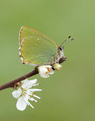 Green hairstreak Close up,blur,selective focus,blurry,depth of field,Shallow focus,blurred,soft focus,Macro,macrophotography,wings,wing,winged,colours,color,colors,Colour,Green,coloration,Colouration,butterfly,butterf