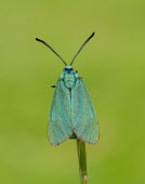 Forester Forester,Animalia,Arthropoda,Insecta,Lepidoptera,Zygaenidae,Adscita statices,moth,moths