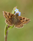 Dingy skipper Close up,Macro,macrophotography,Brown,beige,colours,color,colors,Colour,coloration,Colouration,Dingy skipper,Animalia,Arthropoda,Insecta,Lepidoptera,Hesperiidae,Erynnis,Erynnis tages,butterfly,butterf
