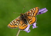 Marsh fritillary Close up,Macro,macrophotography,butterfly,butterflies,Marsh fritillary,Euphydryas aurinia,Arthropoda,Arthropods,Insects,Insecta,Nymphalidae,Brush-Footed Butterflies,Lepidoptera,Butterflies, Skippers,