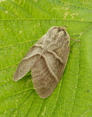 Fox moth Fox moth,Animalia,Athropoda,Insecta,Lepidoptera,Lasiocampidae,Macrothylacia rubi,moth,moths