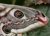 Emperor moth Macro,macrophotography,coloration,Colouration,patterns,patterned,Pattern,scale,scaly,Scales,Close up,mimic,Mimicry,copy,moth,moths,Emperor moth,Saturnia pavonia,Giant Silkworm Moths, Royal Moths,Satur
