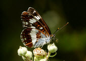 White admiral White admiral,Animalia,Arthropoda,Insecta,Lepidoptera,Nymphalidae,Limenitis camilla,butterfly,butterflies