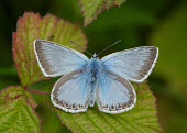Chalkhill blue Iain Leach Chalkhill blue,Animalia,Arthropoda,Insecta,Lepidoptera,Lycaenidae,Polyommatus coridon,butterfly,butterflies