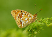 High brown fritillary Macro,macrophotography,Close up,butterfly,butterflies,High brown fritillary,Argynnis adippe,Nymphalidae,Brush-Footed Butterflies,Lepidoptera,Butterflies, Skippers, Moths,Insects,Insecta,Arthropoda,Art