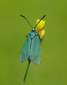 Forester Forester,Animalia,Arthropoda,Insecta,Lepidoptera,Zygaenidae,Adscita statices,moth,moths