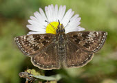 Dingy skipper Dingy skipper,Animalia,Arthropoda,Insecta,Lepidoptera,Hesperiidae,Erynnis,Erynnis tages,butterfly,butterflies