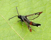 Red-tipped clearwing Red-tipped clearwing,Animalia,Arthropoda,Insecta,Lepidoptera,Sesiidae,Synanthedon formicaeformis,moth,moths