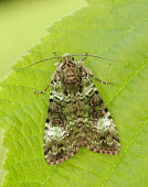 Green arches Animalia,Athropoda,Insecta,Lepidoptera,Noctuidae,Anaplectoides prasina,moth,moths,Green arches