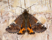 Orange underwing Orange underwing,Animalia,Arthropoda,Insecta,Lepidoptera,Geometridae,Archiearis parthenias,moth,moths,Archiearis parthenias,
