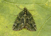 Red-green carpet Red-green carpet,moth,moths,Animalia,Arthropoda,Insecta,Lepidoptera,Geometridae,Chloroclysta siterata