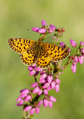 Small pearl-bordered fritillary coloration,Colouration,patterns,patterned,Pattern,Macro,macrophotography,Green background,colours,color,colors,Colour,orange,peach,Close up,butterfly,butterflies,Small pearl-bordered fritillary,Bolori