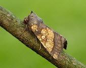 Frosted orange moth Frosted orange moth,moth,moths,Animalia,Arthropoda,Insecta,Lepidoptera,Noctuidae,Gortyna flavago
