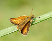 Essex skipper Animalia,Arthropoda,Insecta,Lepidoptera,Hesperiidae,Thymelicus,Thymelicus lineola,Essex skipper,butterfly,butterflies