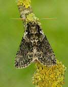 Frosted green Frosted green,Animalia,Athropoda,Insecta,Lepidoptera,Geometridae,Polyploca ridens,l moth,moths