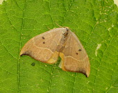 Oak hook-tip Oak hook-tip,Animalia,Arthropoda,Insecta,Lepidoptera,Drepanidae,Drepana binaria,Watsonalla binaria,moth,moths