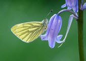 Green-veined white butterfly,butterflies,Green-veined white,Pieris napi,Arthropoda,Arthropods,Lepidoptera,Butterflies, Skippers, Moths,Insects,Insecta,Whites, Sulphurs, Orange-tips,Pieridae,Terrestrial,Temperate,Heathla