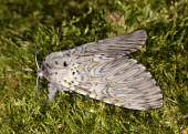 Puss moth Puss moth,moth,moths,Animalia,Arthropoda,Insecta,Lepidoptera,Notodontidae,Cerura vinula