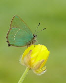 Green hairstreak wings,wing,winged,blur,selective focus,blurry,depth of field,Shallow focus,blurred,soft focus,Macro,macrophotography,coloration,Colouration,colours,color,colors,Colour,Green,Close up,butterfly,butterf