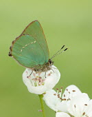 Green hairstreak coloration,Colouration,wings,wing,winged,Macro,macrophotography,Green,colours,color,colors,Colour,blur,selective focus,blurry,depth of field,Shallow focus,blurred,soft focus,Close up,butterfly,butterf