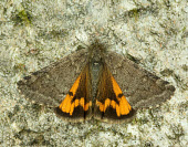 Light orange underwing Light orange underwing,Animalia,Arthropoda,Insecta,Lepidoptera,Geometridae,Archiearis notha,moth,moths
