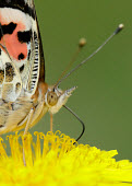 Painted lady Macro,macrophotography,Close up,butterfly,butterflies,Painted lady,Vanessa cardui,Nymphalidae,Brush-Footed Butterflies,Arthropoda,Arthropods,Insects,Insecta,Lepidoptera,Butterflies, Skippers, Moths,Cy