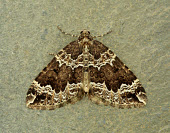 Water carpet Water carpet,Animalia,Athropoda,Insecta,Lepidoptera,Geometridae,Lampropteryx suffumata,moth,moths