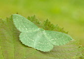 Large emerald Large emerald,Animalia,Arthropoda,Insecta,Lepidoptera,Geometridae,Geometra papilionaria,moth,moths