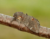 Iron prominent Animalia,Arthropoda,Insecta,Lepidoptera,Notodontidae,Notodonta dromedarius,Iron prominent,moth,moths