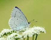 Holly blue Close up,Macro,macrophotography,Animalia,Arthropoda,Insecta,Lepidoptera,Lycaenidae,Celastrina argiolus,Holly blue,butterfly,butterflies
