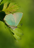 Green hairstreak Macro,macrophotography,colours,color,colors,Colour,coloration,Colouration,wings,wing,winged,blur,selective focus,blurry,depth of field,Shallow focus,blurred,soft focus,Close up,Green,butterfly,butterf