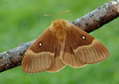 Oak eggar Oak eggar,Animalia,Arthropoda,Insecta,Lepidoptera,Lasiocampidae,Lasiocampa quercus,moth,moths