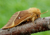 Oak eggar Macro,macrophotography,Close up,Oak eggar,Animalia,Arthropoda,Insecta,Lepidoptera,Lasiocampidae,Lasiocampa quercus,moth,moths