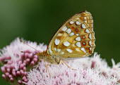 High brown fritillary Close up,Macro,macrophotography,butterfly,butterflies,High brown fritillary,Argynnis adippe,Nymphalidae,Brush-Footed Butterflies,Lepidoptera,Butterflies, Skippers, Moths,Insects,Insecta,Arthropoda,Art