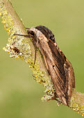 Privet hawk moth Close up,Macro,macrophotography,Privet hawk moth,hawk moth,moth,moths,Animalia,Arthropoda,Insecta,Lepidoptera,Sphingidae,Sphinx ligustri