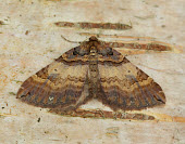 Shoulder stripe Animalia,Athropoda,Insecta,Lepidoptera,Geometridae,Earophila badiata,moth,moths,Shoulder stripe