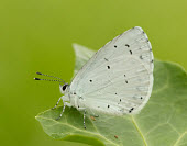 Holly blue Animalia,Arthropoda,Insecta,Lepidoptera,Lycaenidae,Celastrina argiolus,Holly blue,butterfly,butterflies