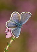 Silver-studded blue Macro,macrophotography,environment,ecosystem,Habitat,wildflower meadow,Meadow,Close up,blur,selective focus,blurry,depth of field,Shallow focus,blurred,soft focus,Grassland,Terrestrial,ground,Silver-s