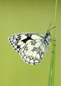 Marbled white Macro,macrophotography,Close up,Marbled white,Animalia,Arthropoda,Insecta,Lepidoptera,Nymphalidae,Melanargia galathea,butterfly,butterflies