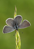 Small blue Small blue,butterfly,butterfies,Animalia,Arthropoda,Insecta,Lepidoptera,Lycaenidae,Cupido minimus