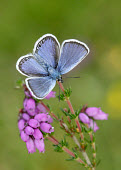 Silver-studded blue Grassland,Close up,spotty,spot,Spots,spotted,blur,selective focus,blurry,depth of field,Shallow focus,blurred,soft focus,floral,Flower,environment,ecosystem,Habitat,coloration,Colouration,Terrestrial,