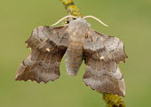 Poplar hawk-moth Poplar hawk-moth,Poplar hawkmoth,hawk moth,moth,moths,Animalia,Arthropoda,Insecta,Lepidoptera,Sphingidae,Laothoe populi