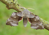 Poplar hawk-moth Close up,Macro,macrophotography,Poplar hawk-moth,Poplar hawkmoth,hawk moth,moth,moths,Animalia,Arthropoda,Insecta,Lepidoptera,Sphingidae,Laothoe populi